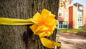一条黄丝带，系在校园蒂芙尼环线的一棵树上